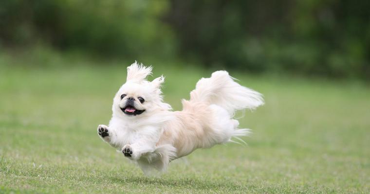 Image result for ç¬ Pekingese ã¸ã£ã³ããã¦éã¶