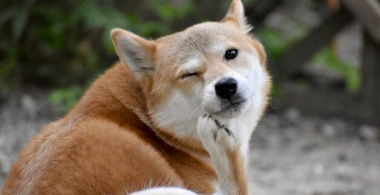 かゆがる犬