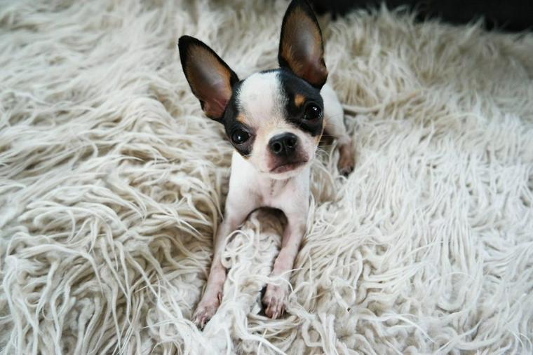 犬