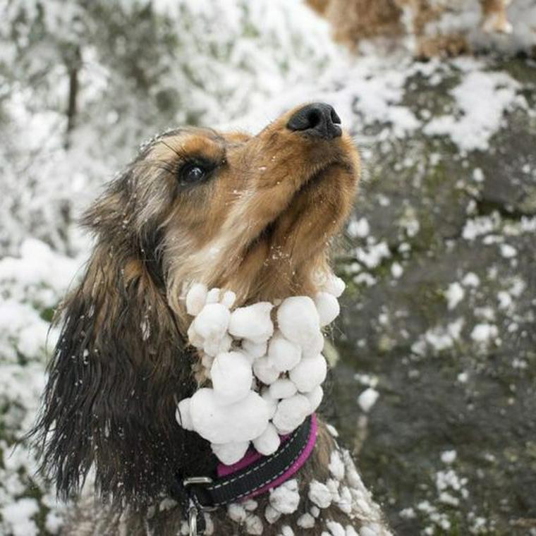 雪玉がついた犬