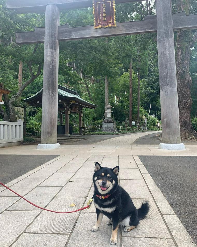 高麗神社と犬