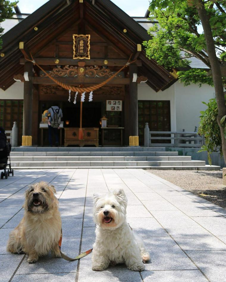 ペットと参拝できる神社の西野神社