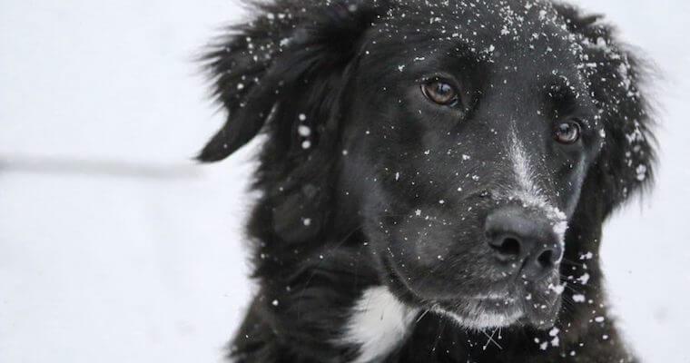 雪と犬