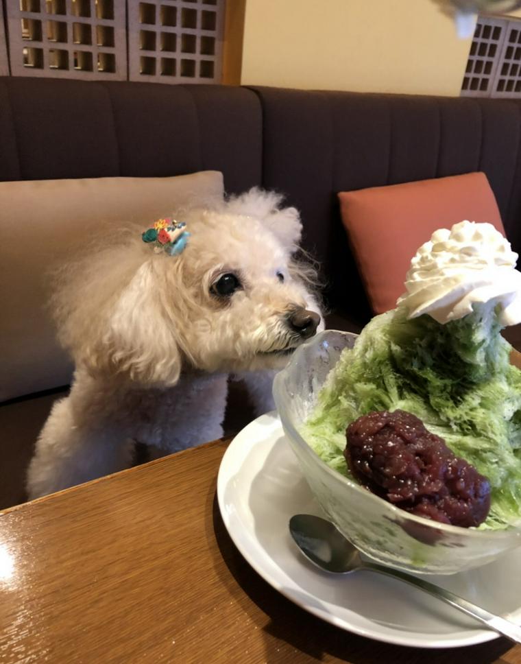 美味しそうなかき氷が食べたいサリーちゃん