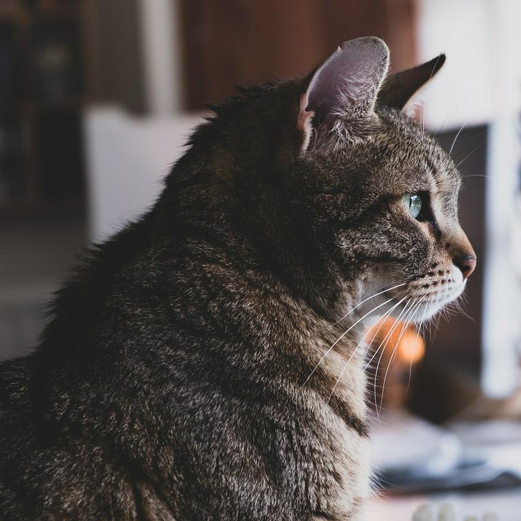 窓の外を見る猫