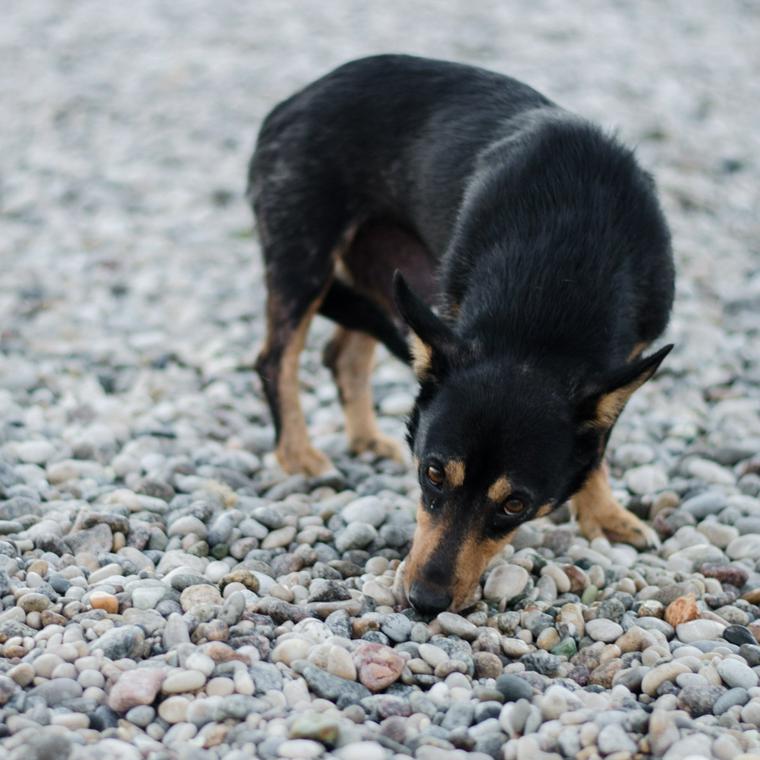 地面を嗅ぐ犬