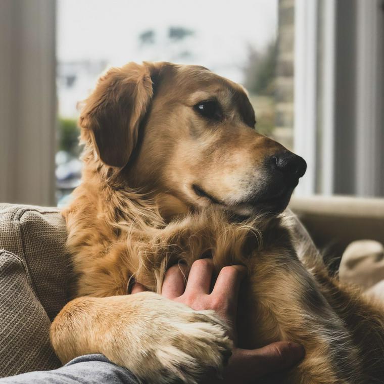 犬