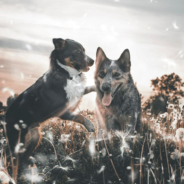 犬