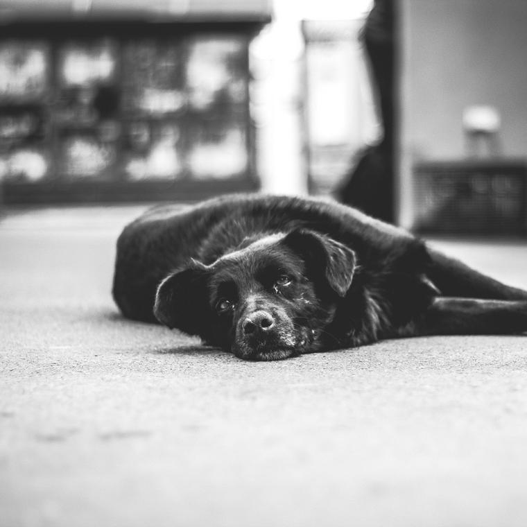 犬