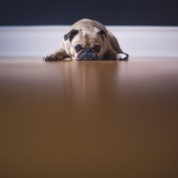 犬