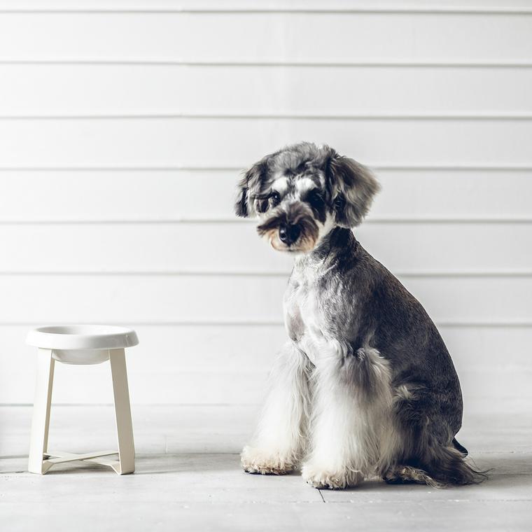犬のフードボール「pecolo」