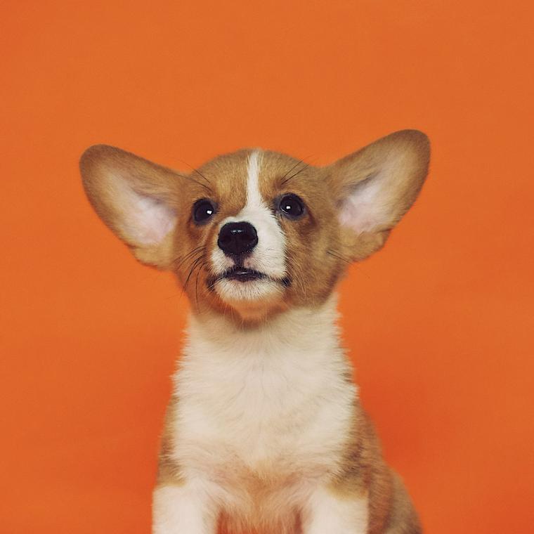 犬