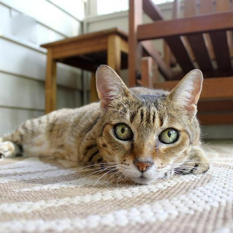 猫