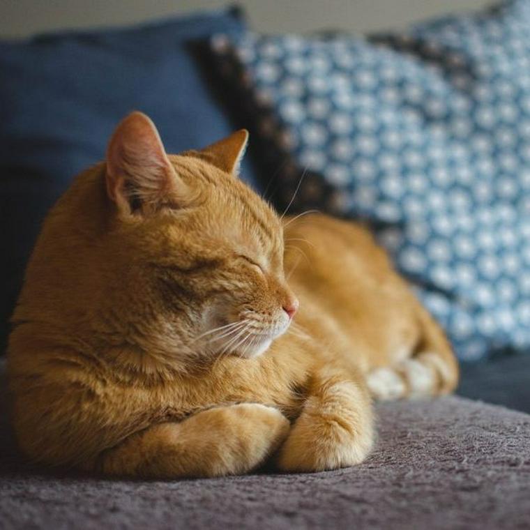猫