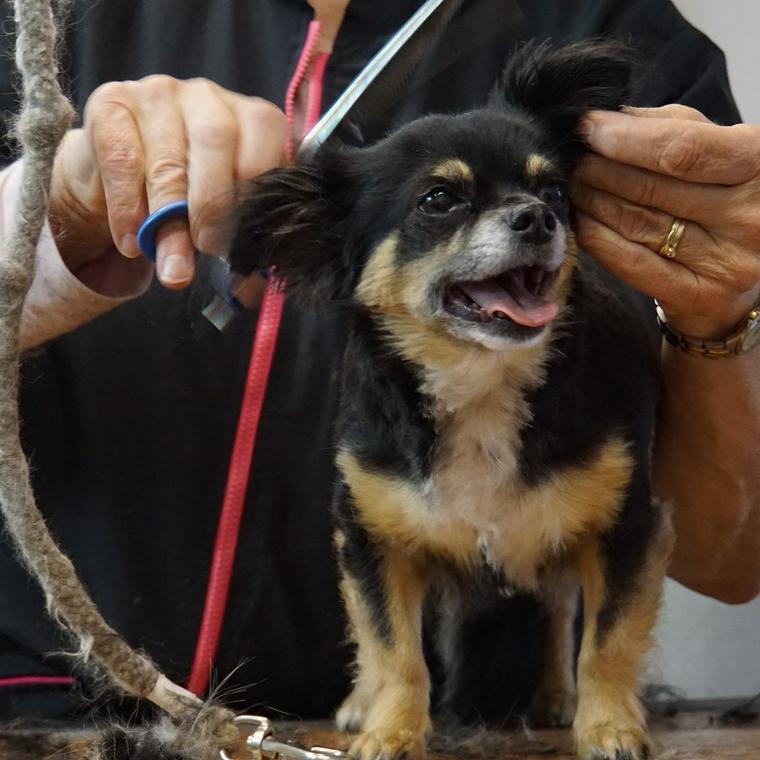 犬のトリミング
