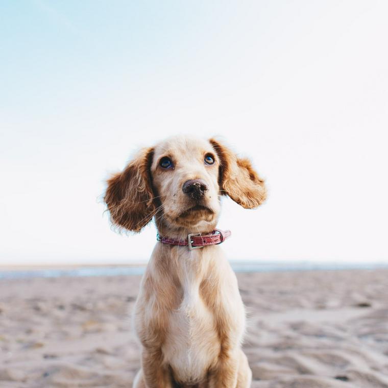 犬