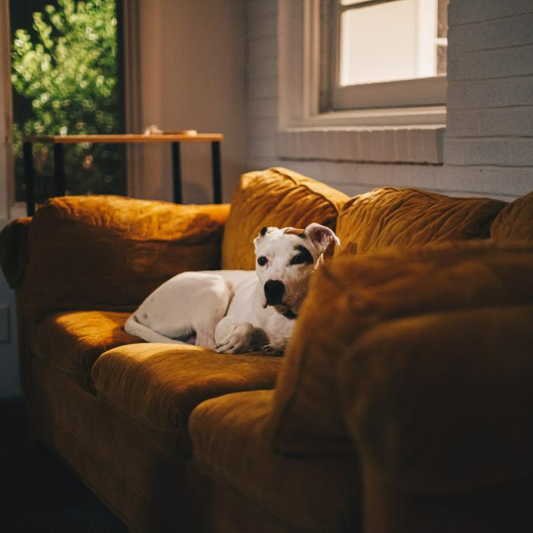 犬