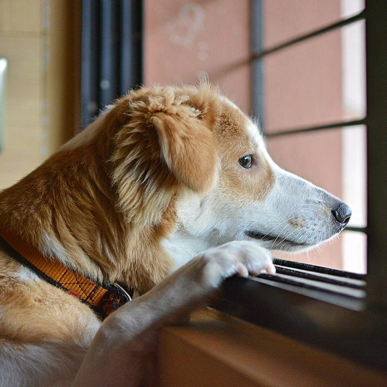 犬
