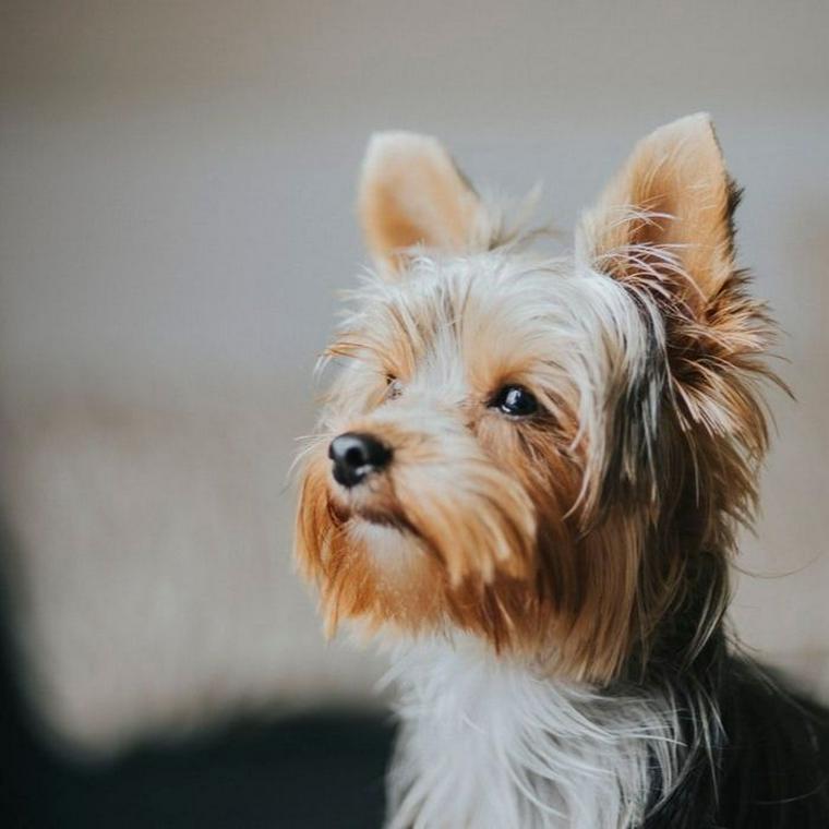 犬