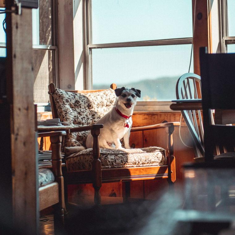 ソファの上に座る犬
