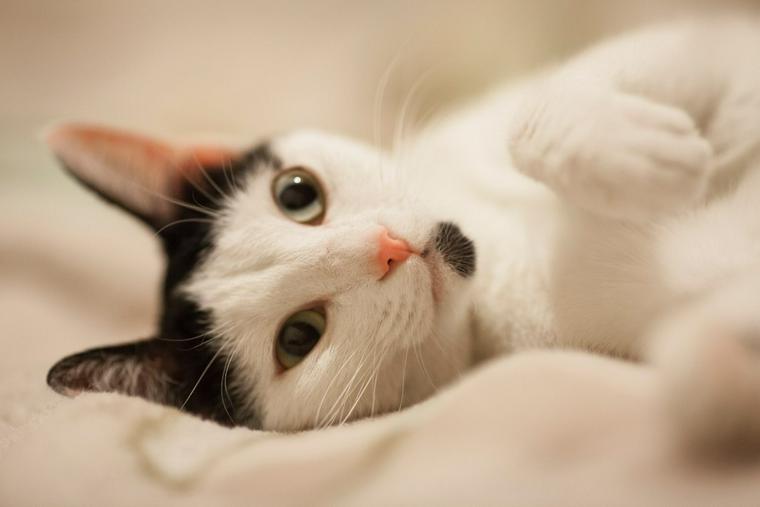 寝転ぶ猫