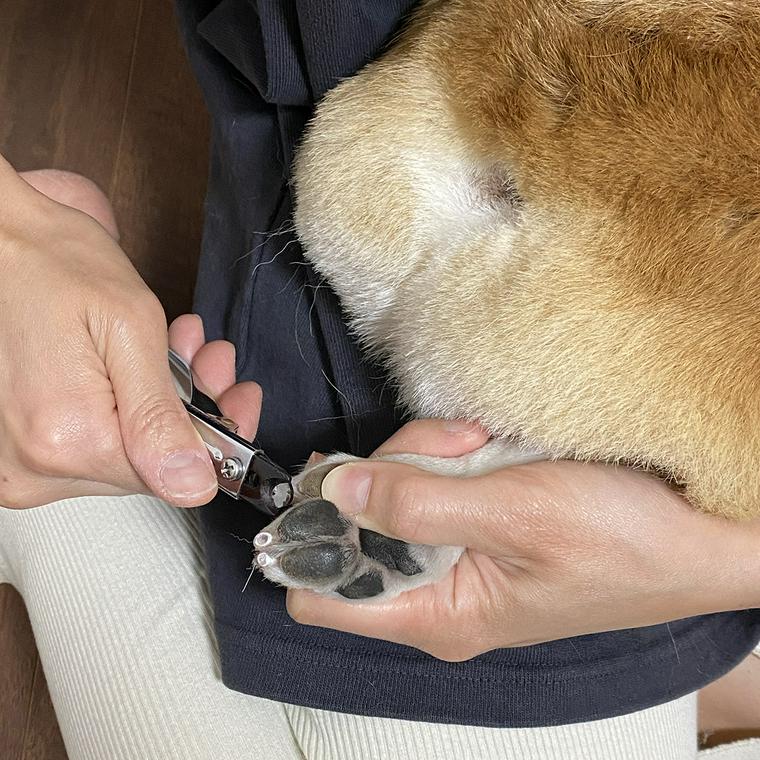 犬の爪切り
