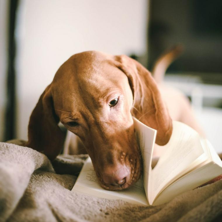 本を読む犬