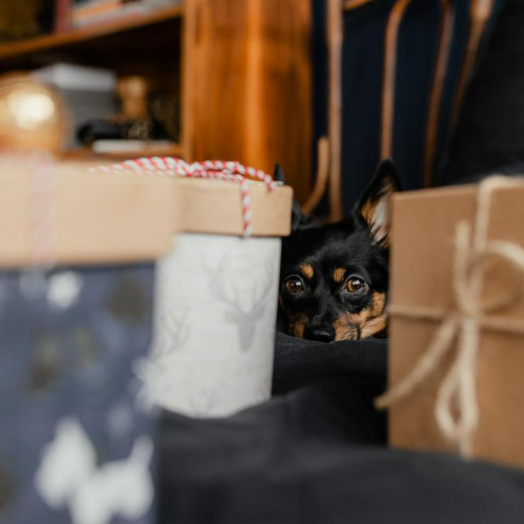プレゼントの間から顔をのぞかせる犬