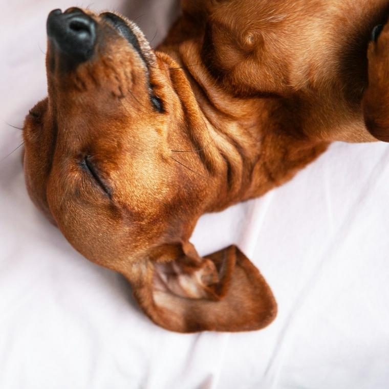 眠るダックスフンド