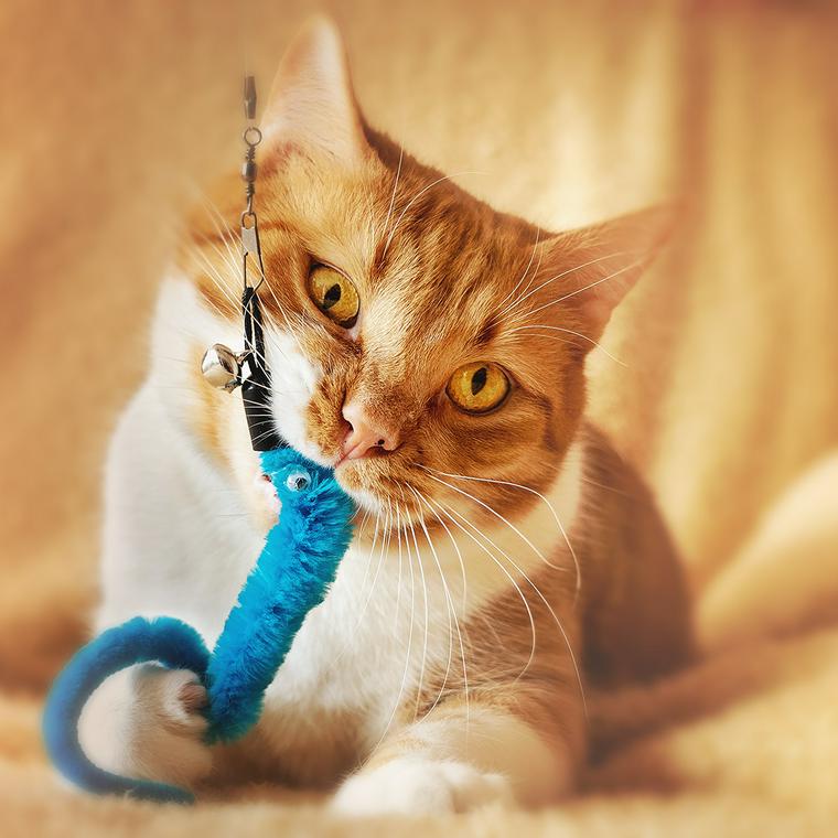 猫と遊ぶときの注意点