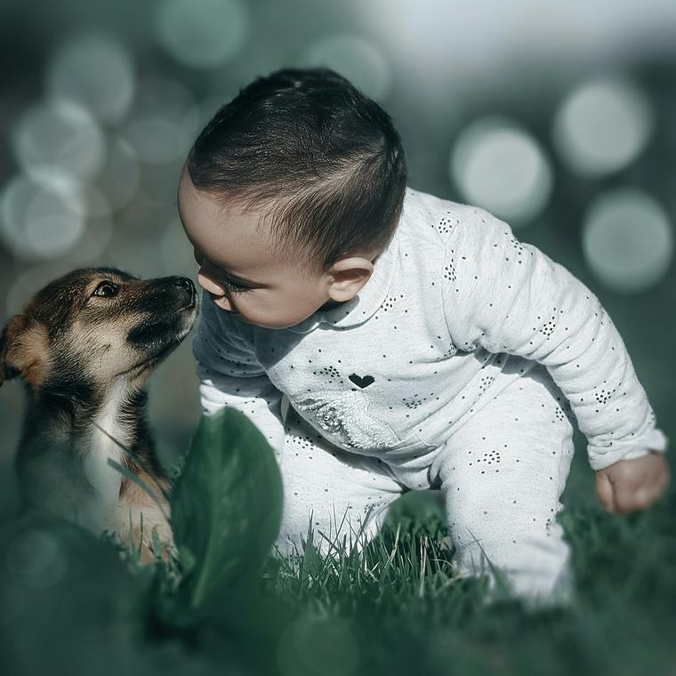 犬と赤ちゃん