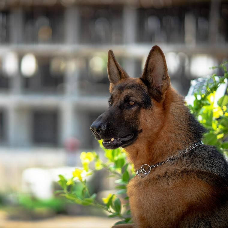 働く犬