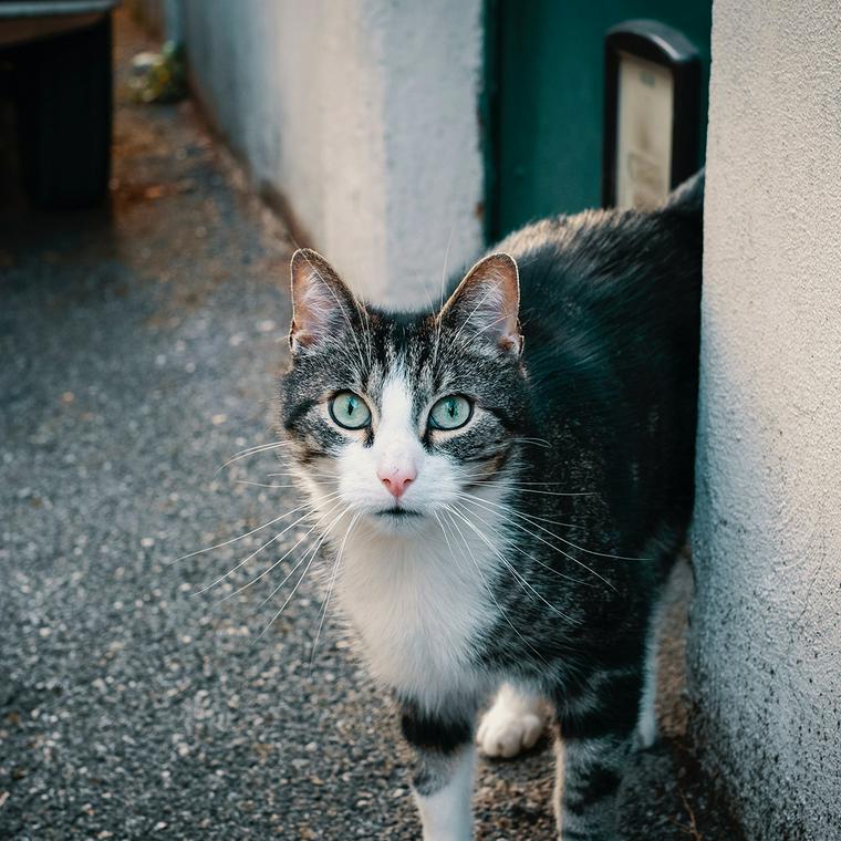 路地を歩く猫