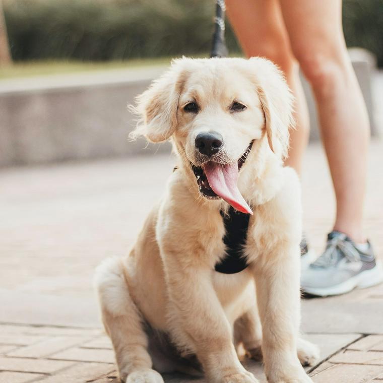 ゴールデンレトリーバーの子犬