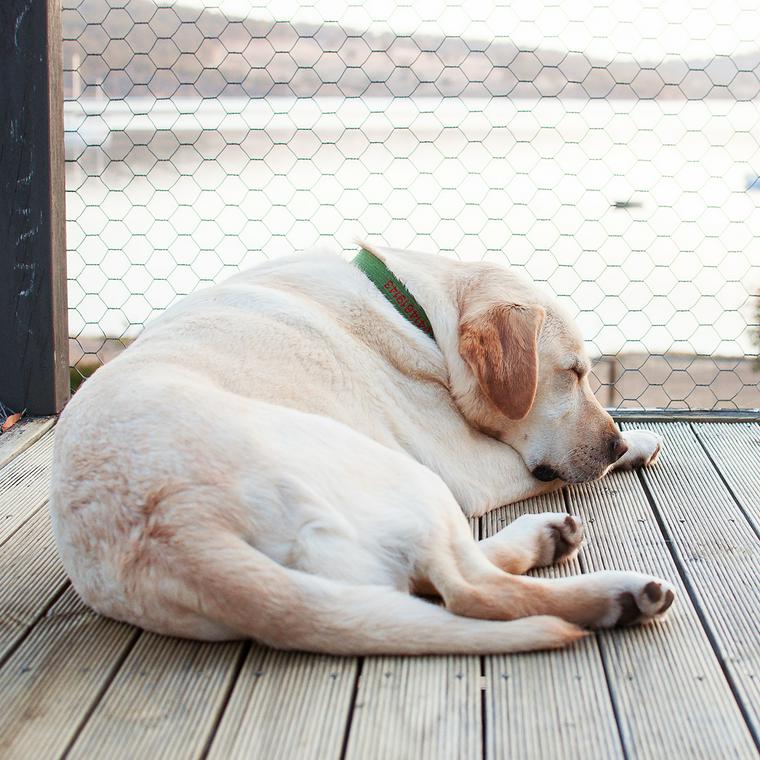 寝る犬