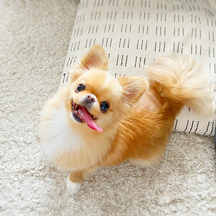 チワポメ