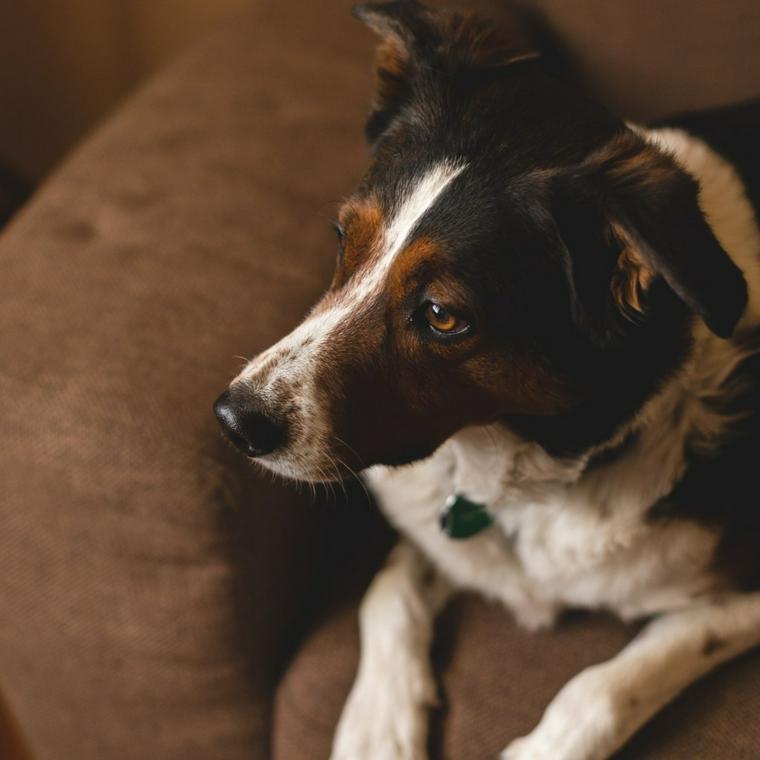 見つめる犬