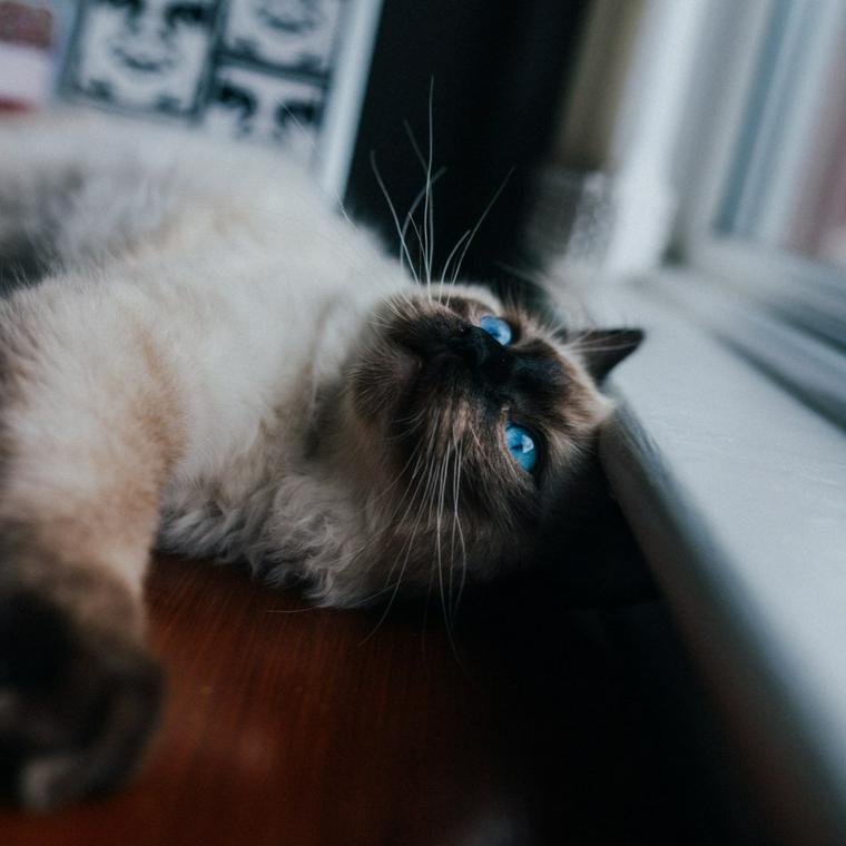 窓を見つめる猫