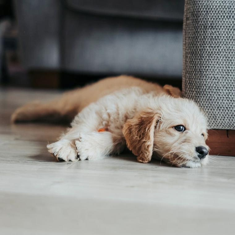 子犬