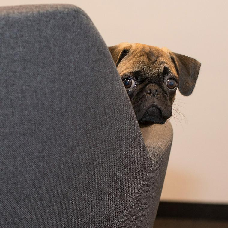 のぞく犬
