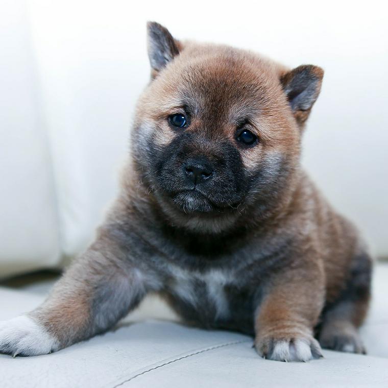柴犬の子犬