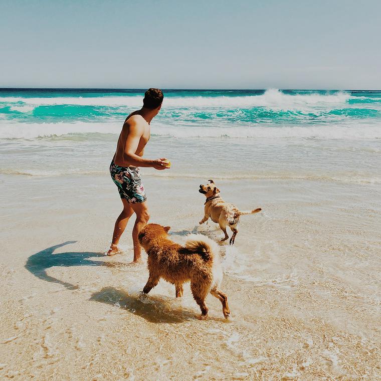 海で遊ぶ犬と人