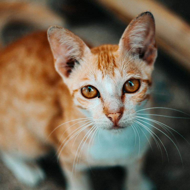 見上げる猫
