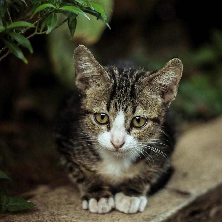 寂しそうな子猫