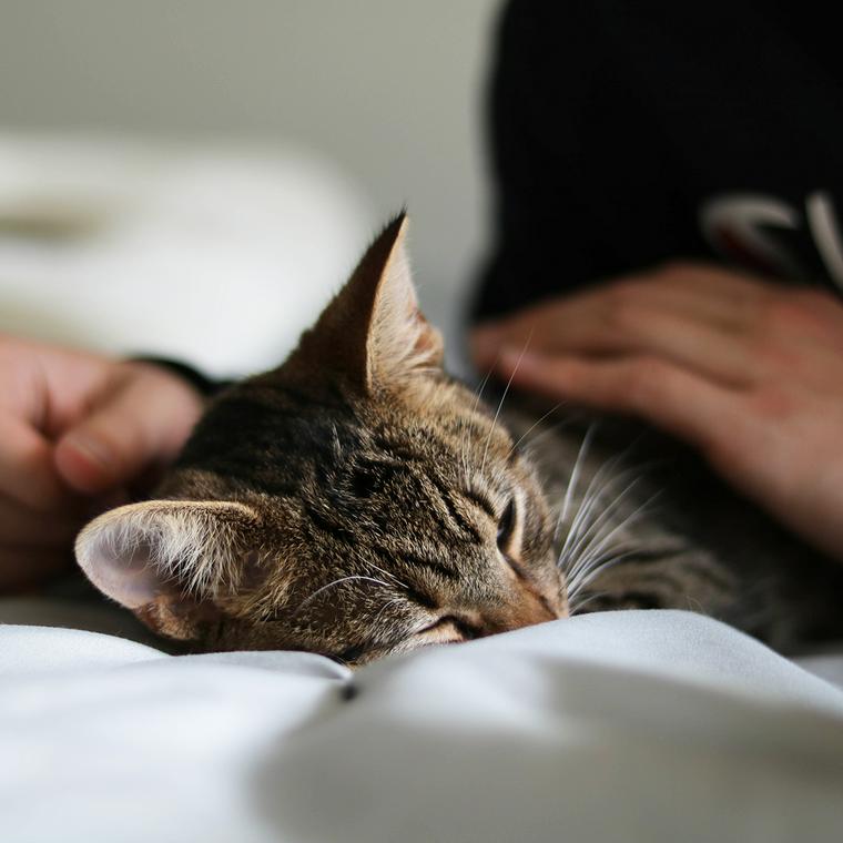 撫でられる猫