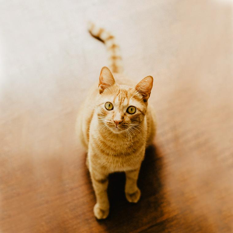 見つめる猫
