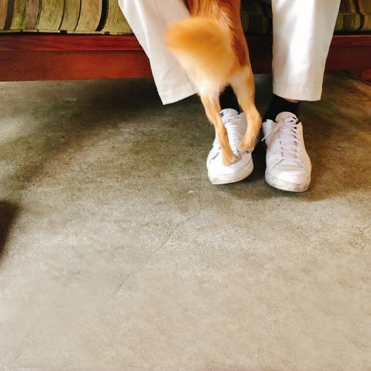 飼い主に甘える犬
