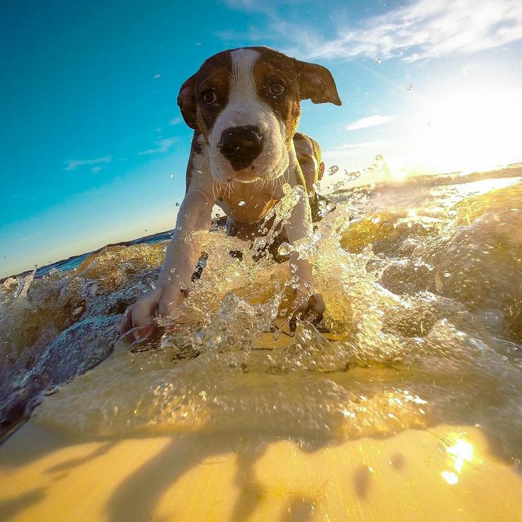 サーフィンする犬