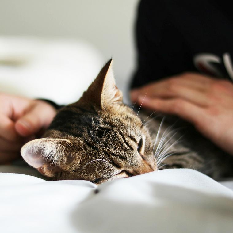 人に撫でられる猫