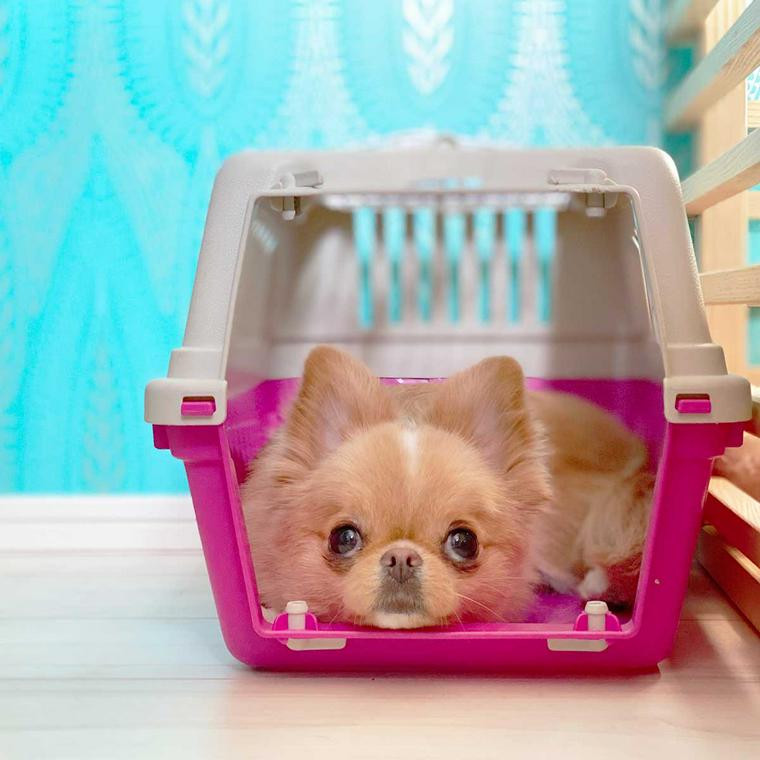 クレートに入る犬